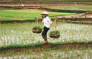 farmer in vietnam