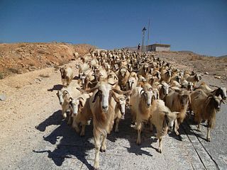 goat herd