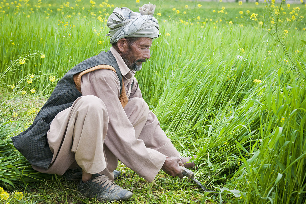 Afghan farmer