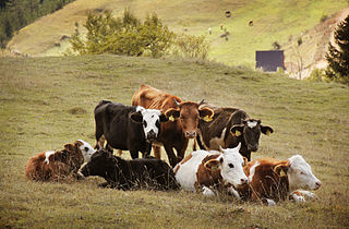 family of cows