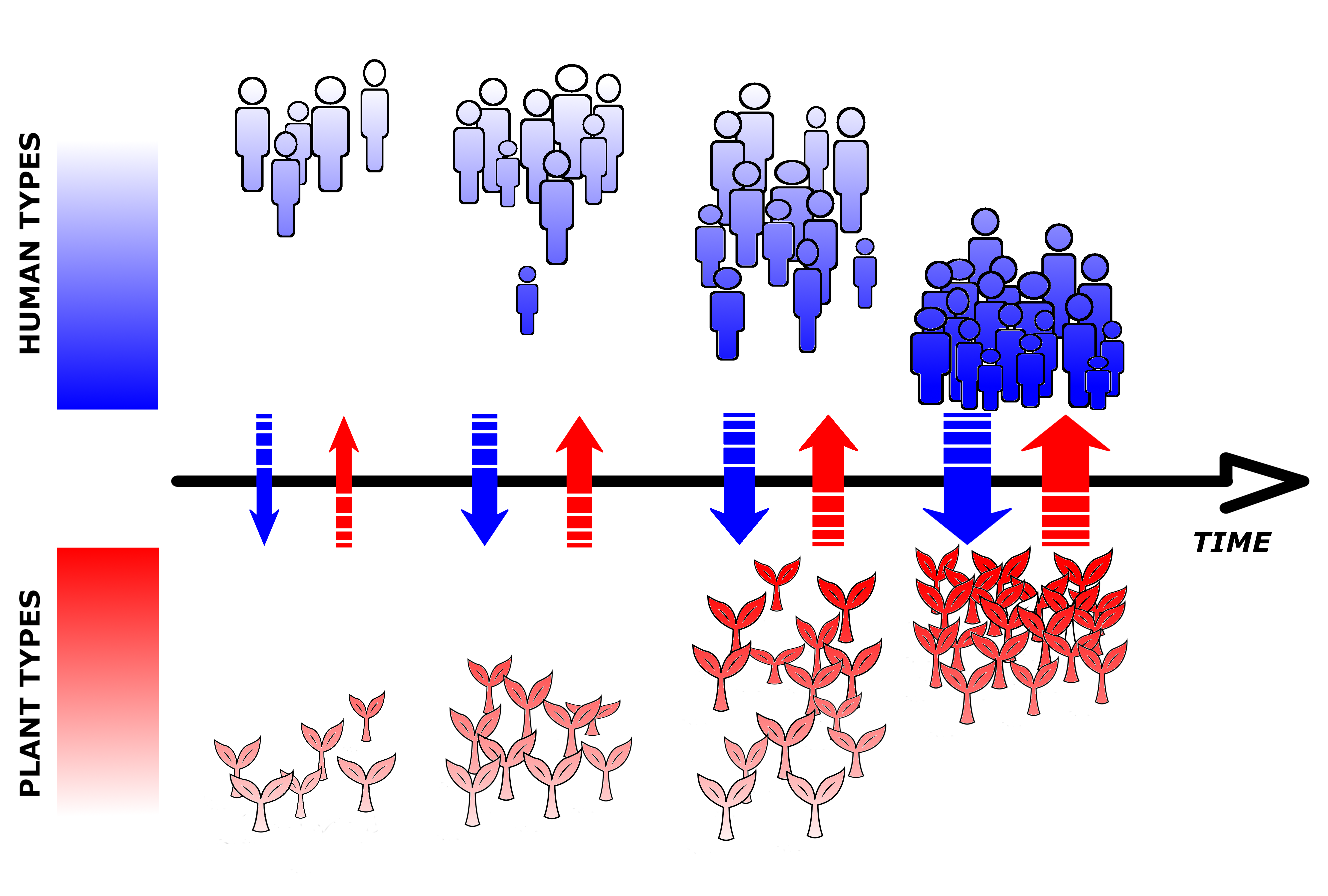 Human-plant coevolution dynamics